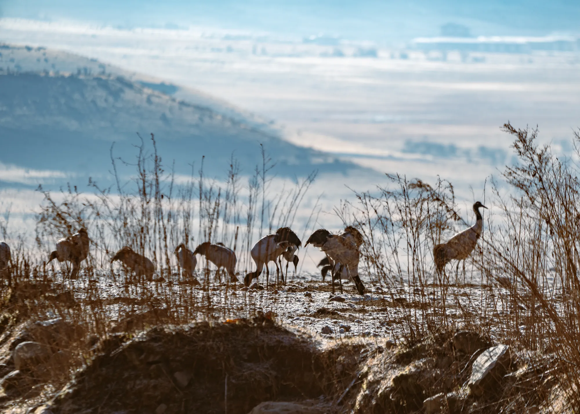 Black-necked cranes feeding in a frosty field in the Phobjikha valley
